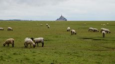 Sheep grazing on a field in Normandy with Mont Saint-Michel in the background.