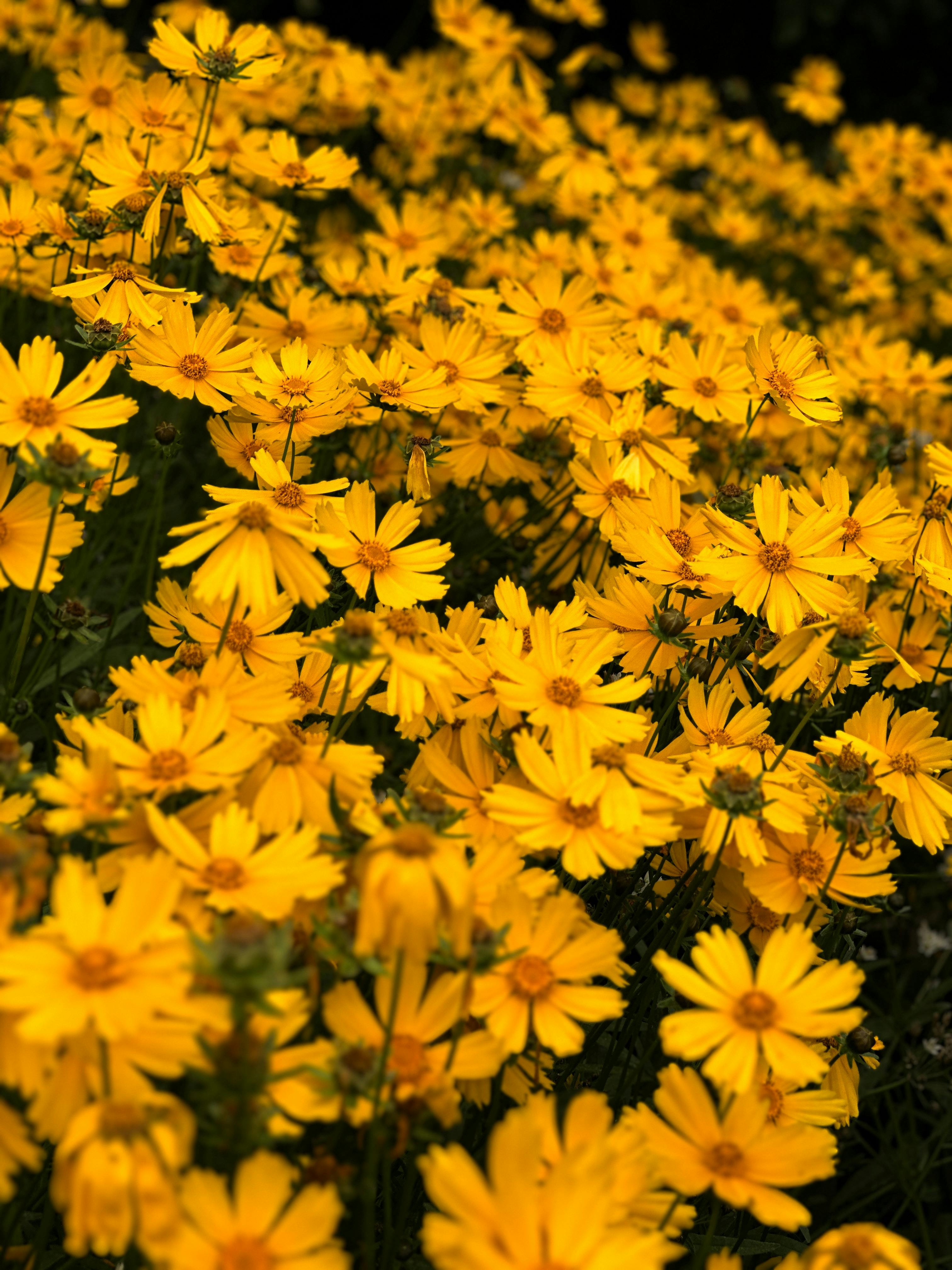 Bright yellow wildflowers in full bloom outdoors in Madeira, Portugal, creating a vivid and lively natural scene.