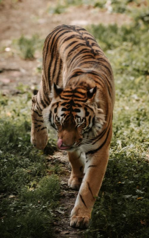 Free A striking tiger strides gracefully through lush greenery, showcasing its powerful presence and natural beauty. Stock Photo