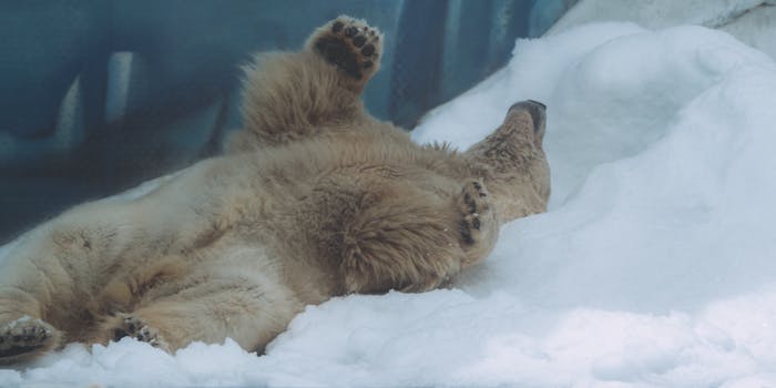 A polar bear lies on its back in a snowy zoo exhibit, exuding tranquility and playfulness.