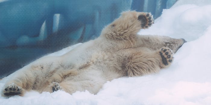 A playful polar bear rolling in the snow, showcasing its furry paws and relaxed demeanor.
