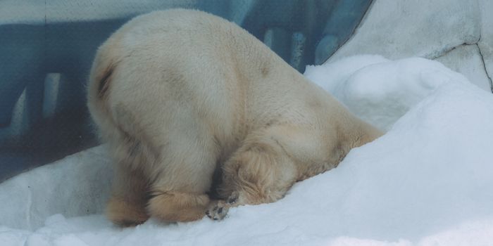 Polar bear tundra buggy (Oct–Nov) — Churchill
