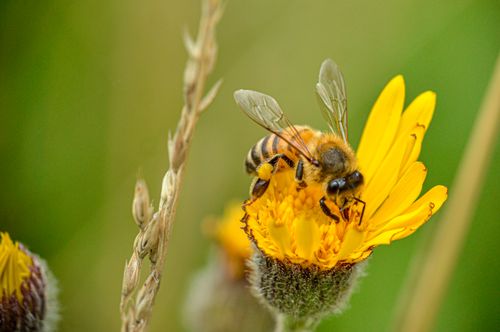 Free Macro shot of a bee on a vibrant yellow flower, capturing pollination in action. Stock Photo