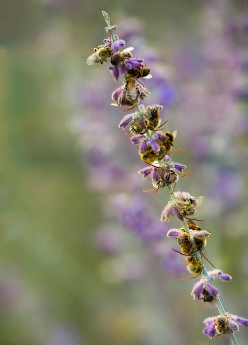 Free Macro shot of bees pollinating vibrant purple sage flowers, highlighting nature's beauty. Stock Photo