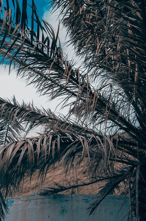 Free A tropical palm tree with fronds swaying against a bright blue sky inspires relaxation. Stock Photo