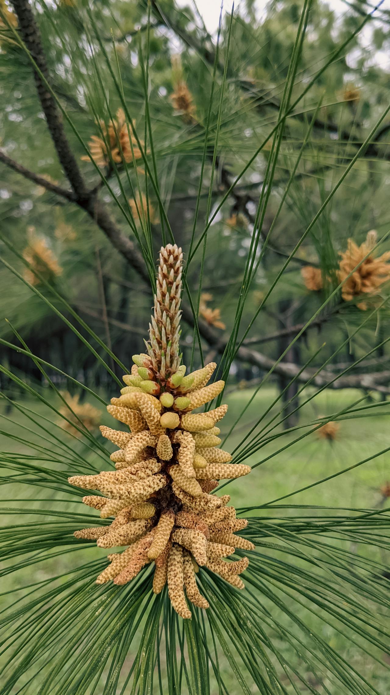 Về những người đi xe đạp thế kỷ XIX ở Hoa Kỳ