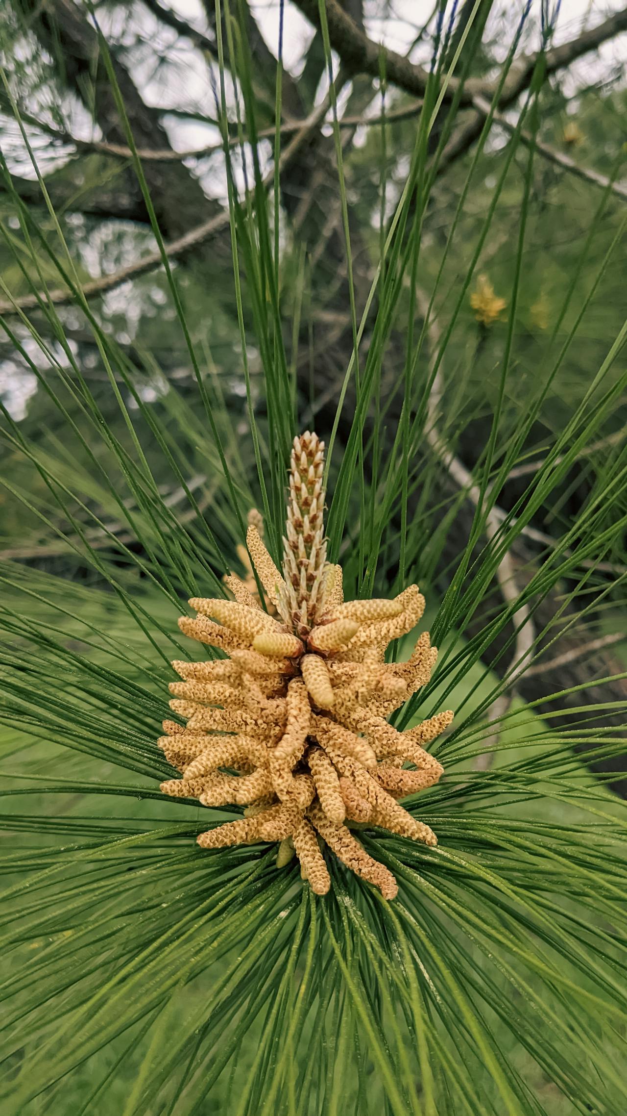 Thám tử lừng danh Conan | Chương 0918