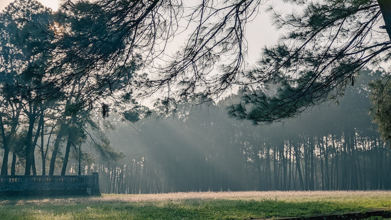 Thực vật xâm lấn đến khu vực lân cận