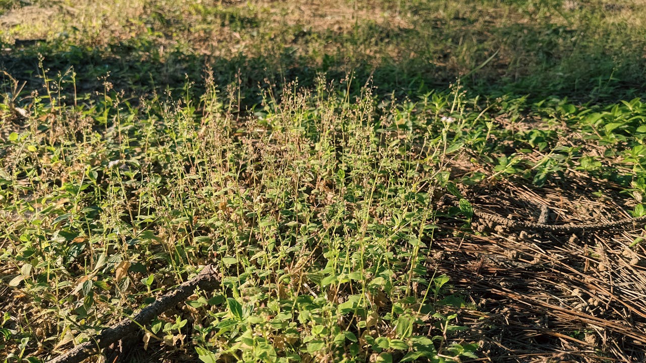 Động vật hay con người gây nhiều vụ giết người