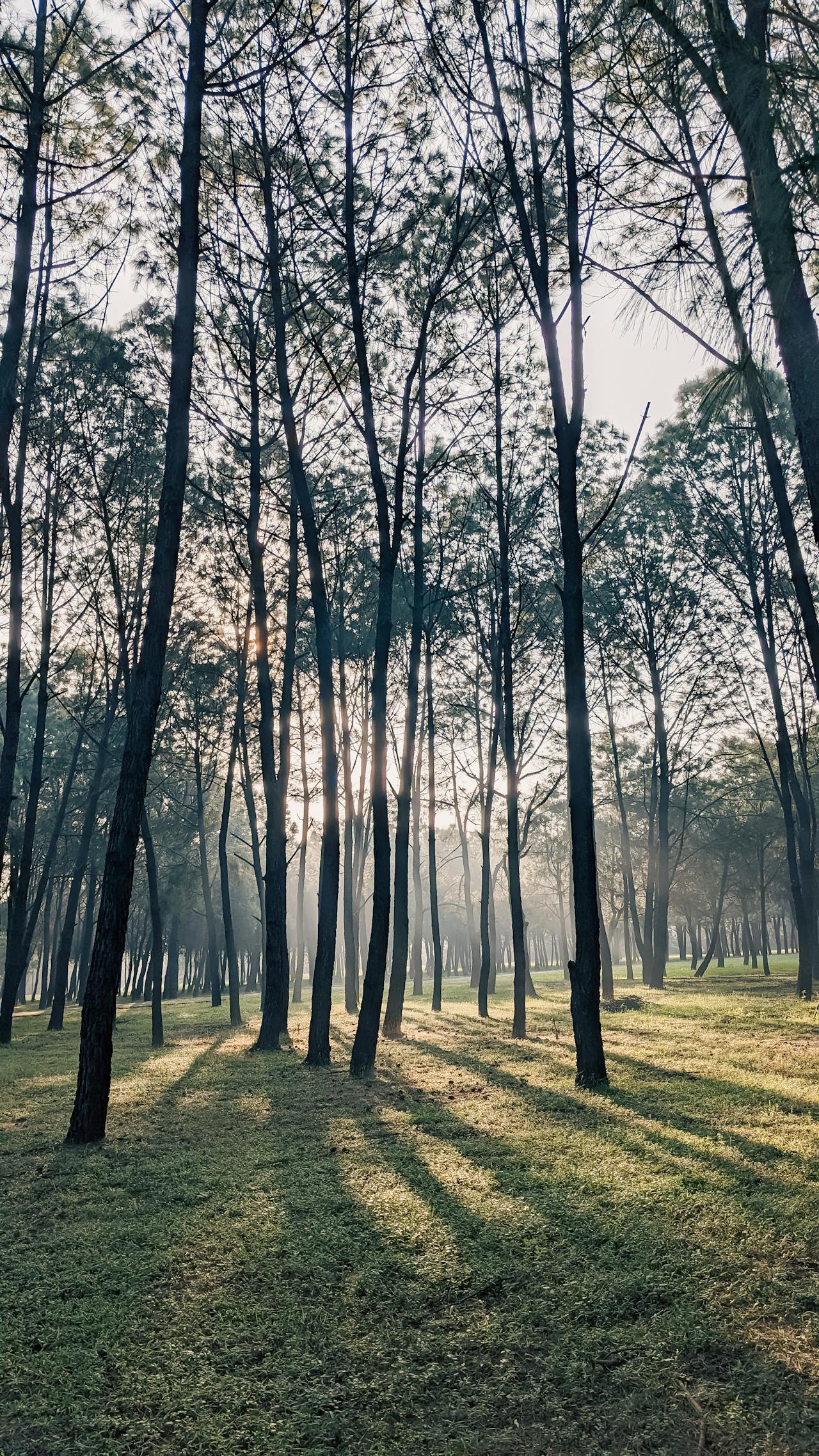 Đồ nhiên thảo | Chương 04