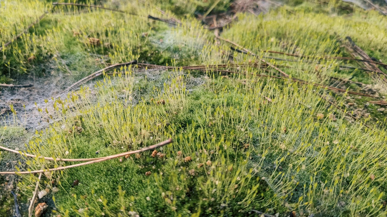 Chủ nghĩa khắc kỷ là tôn giáo ngụy trang