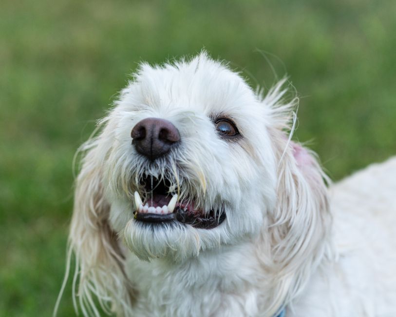 Close-up portrait of a cheerful white dog outdoors in Canonsburg, Pennsylvania.