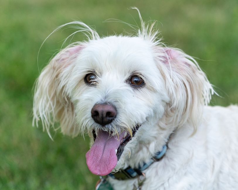 Lively portrait of a white dog with tongue out, enjoying the outdoors in Canonsburg, Pennsylvania. Lively portrait of a white dog with tongue out, enjoying the outdoors in Canonsburg, Pennsylvania.