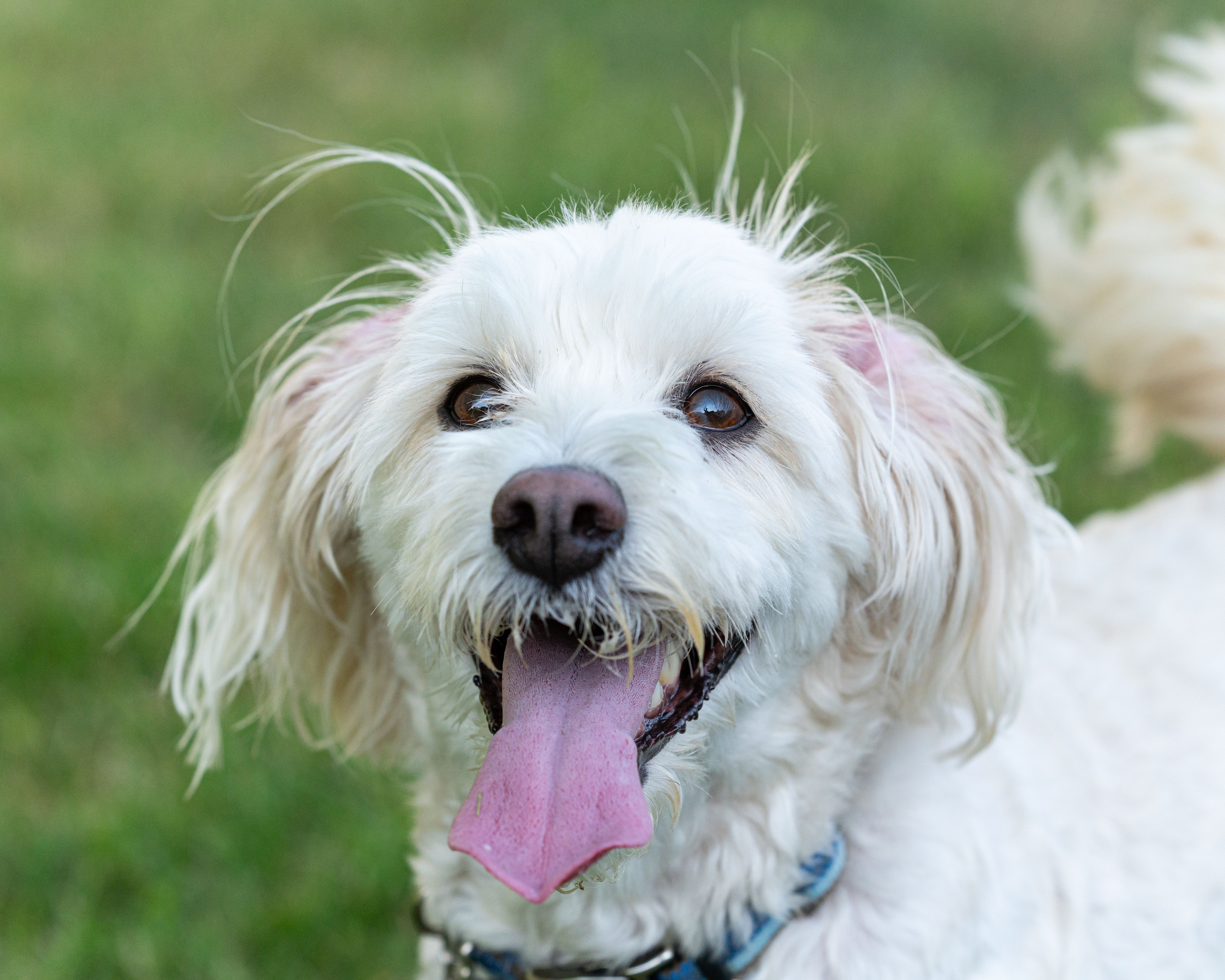 HILL'S PET NUTRITION INTRODUCES INNOVATION TO SUPPORT FELINE MOBILITY AND WEIGHT MANAGEMENT — Photo by Jay Brand on Pexels