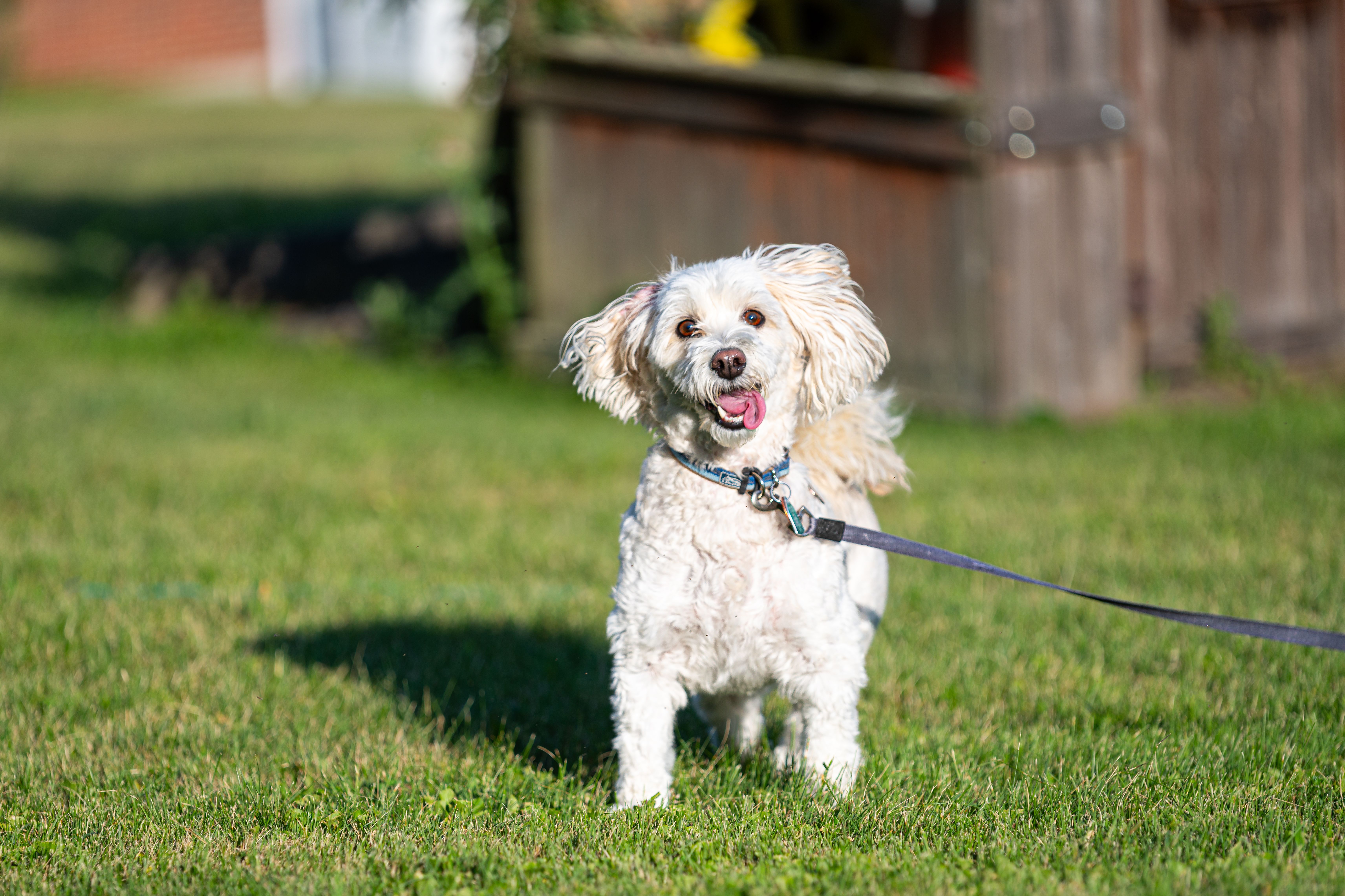 Happy Poodle on Green Grass Outdoors · Free Stock Photo