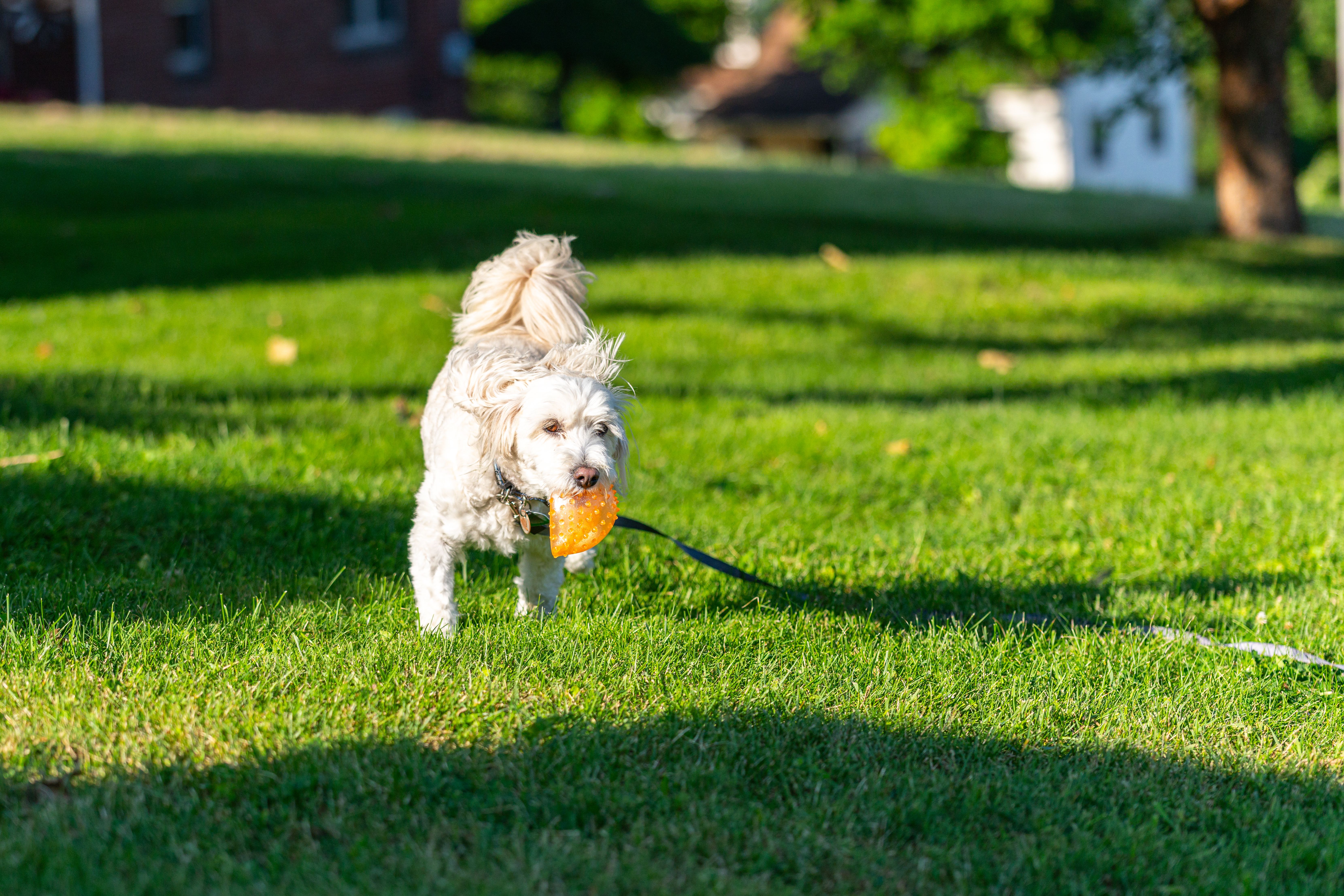 Playful poodle enjoys a sunny day in the park, holding a toy in Canonsburg, PA.