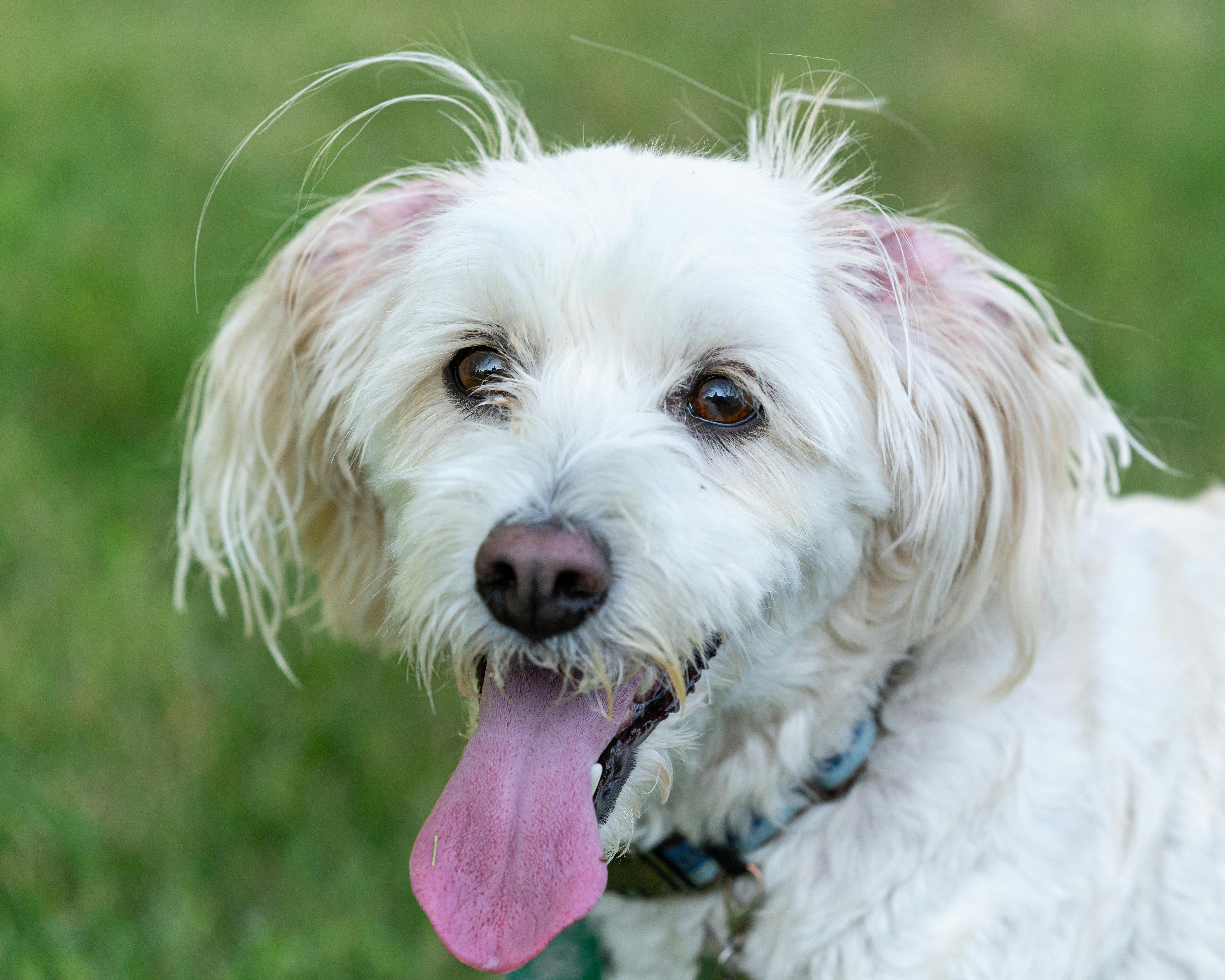 pet care pet grooming — Photo by Jay Brand on Pexels