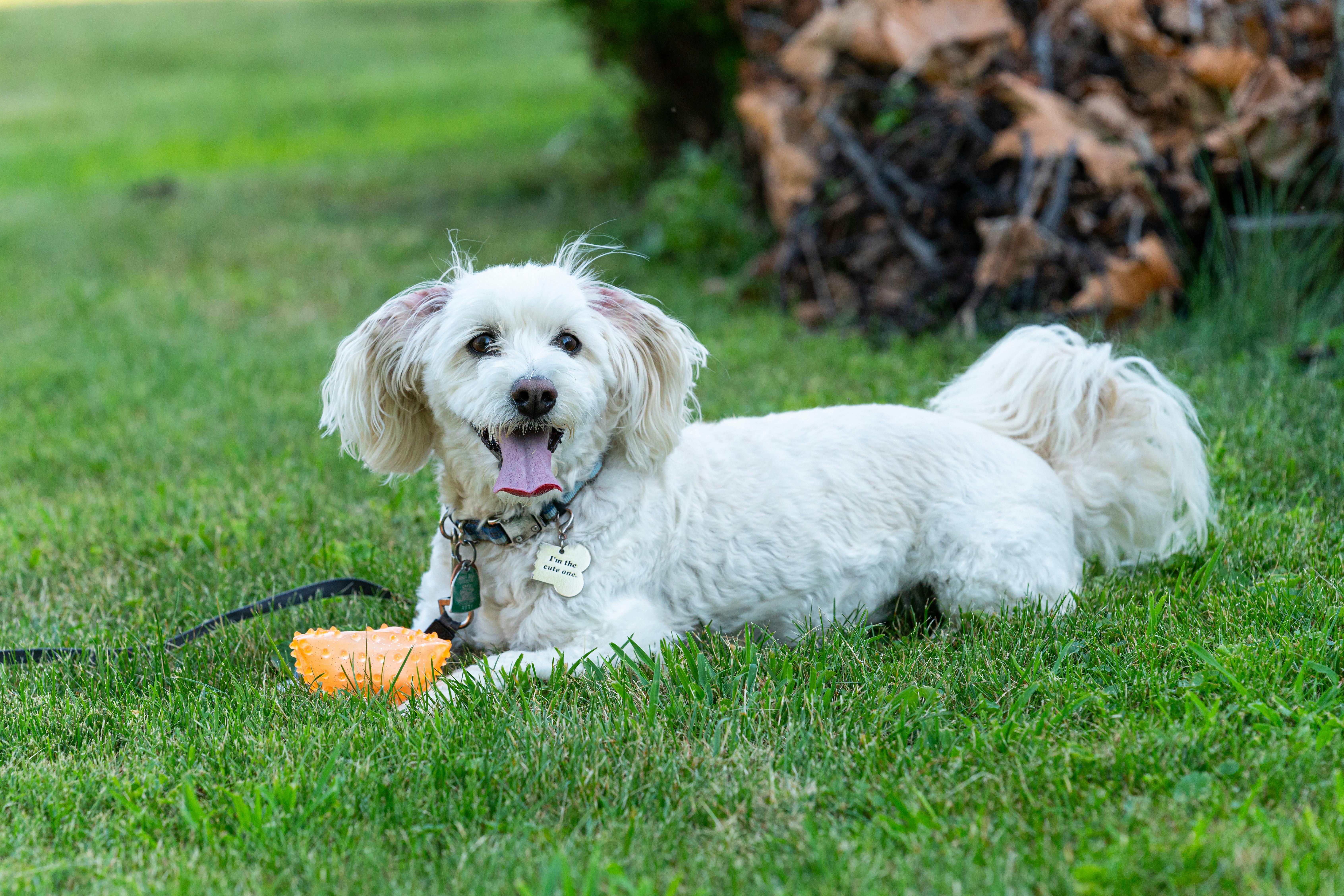 Rechargeable Pet Electric Toys Market Trends in AI-Driven Companion Animal Technology — Photo by Jay Brand on Pexels