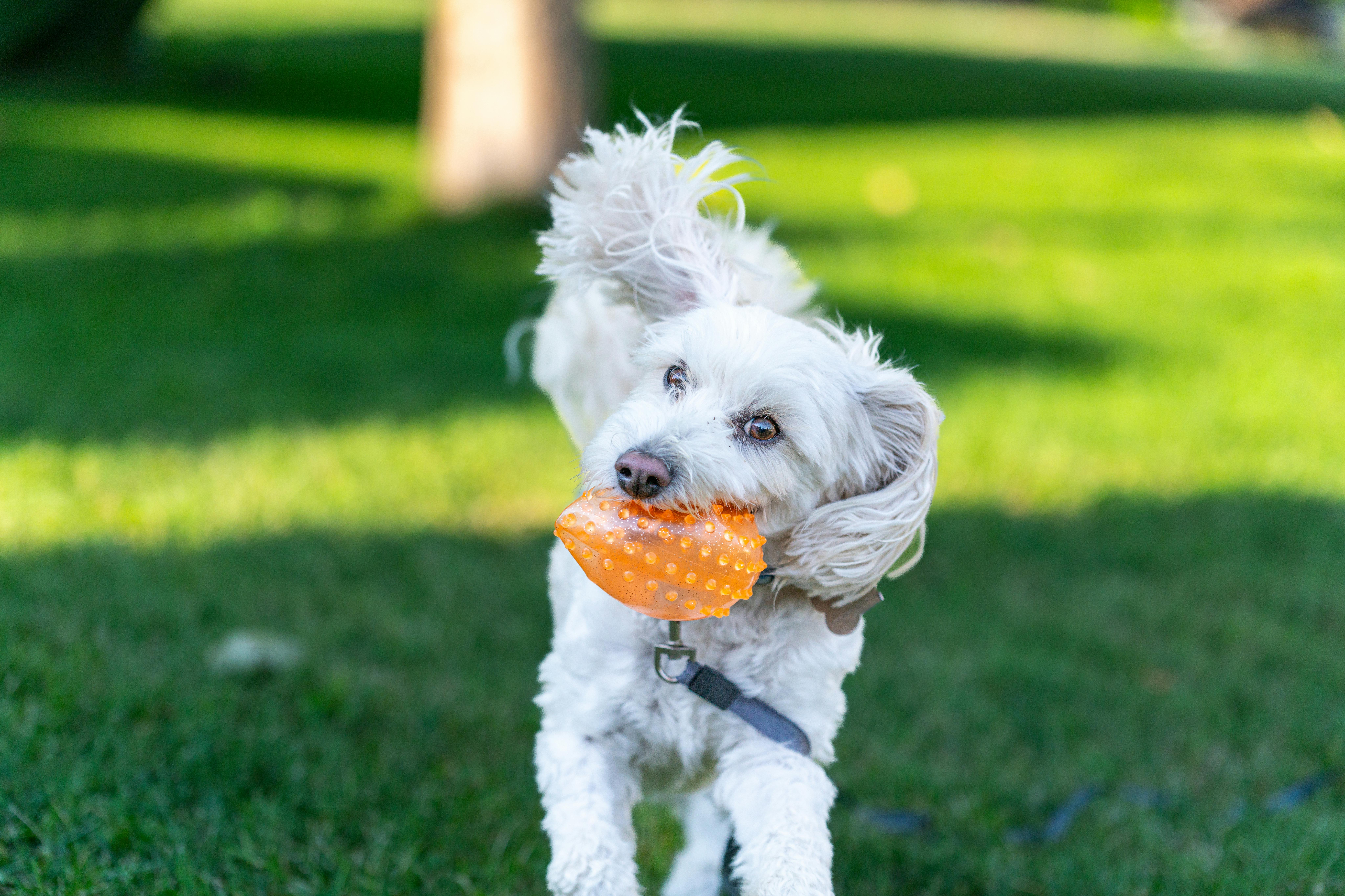 Innovative PET technology will enable precise multitracer imaging of the brain - UC Santa Cruz — Photo by Jay Brand on Pexels