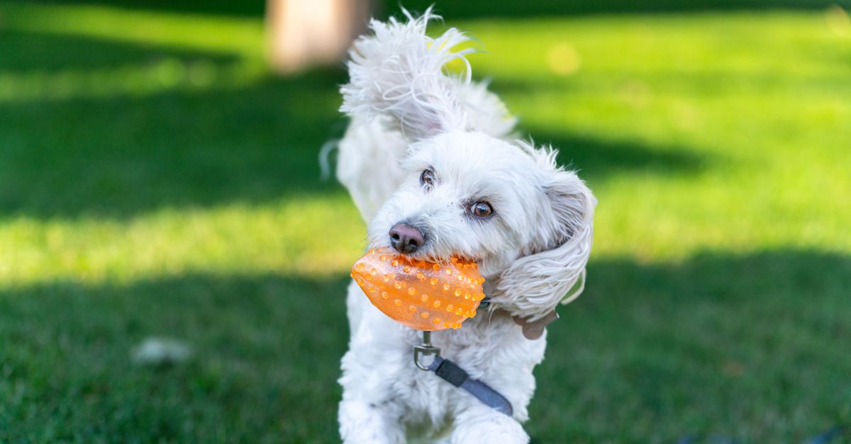 10 Essential Tips for Enriching Your Pet's Life