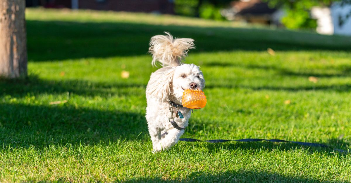 Understanding the Connection Between Pet Care and Happiness