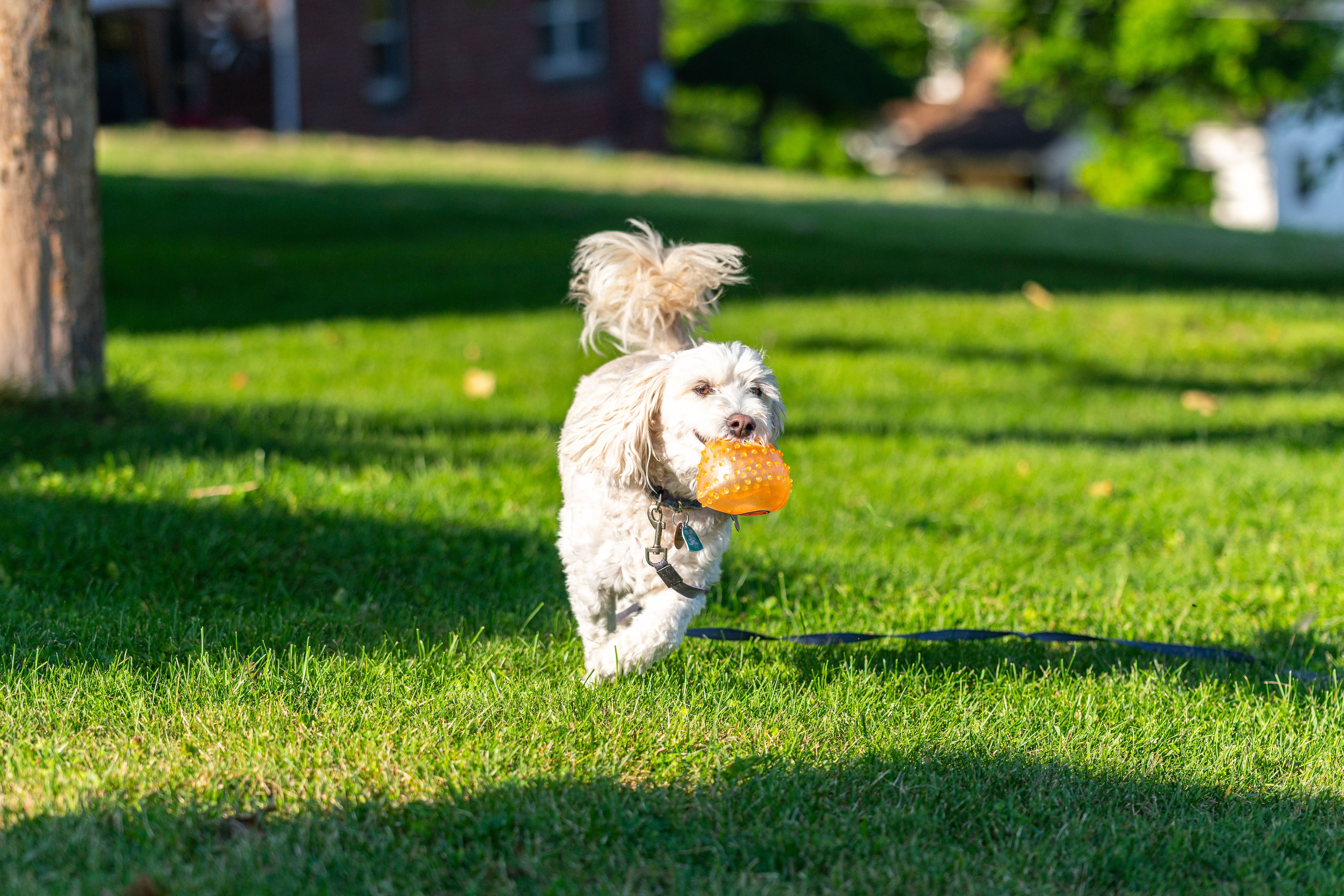 Energetic Poodle Playing with Toy Outdoors · Free Stock Photo