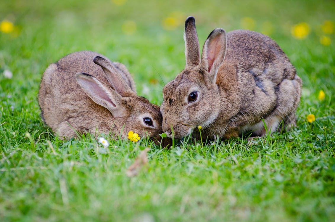 無料 昼間に草を食べる2匹のウサギ 写真素材