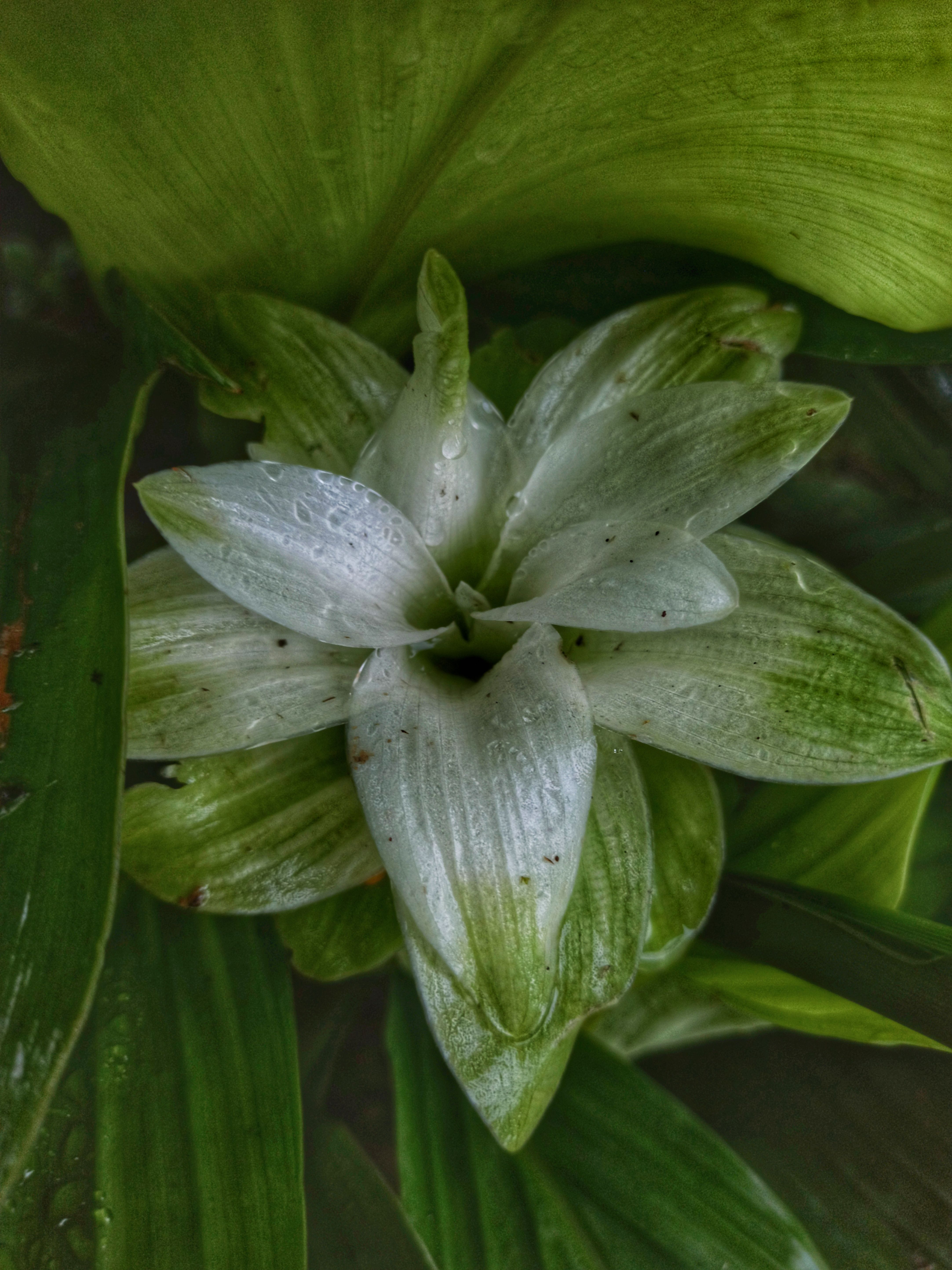 Detailed view of a white flower with green leaves and dew drops, highlighting natural beauty.