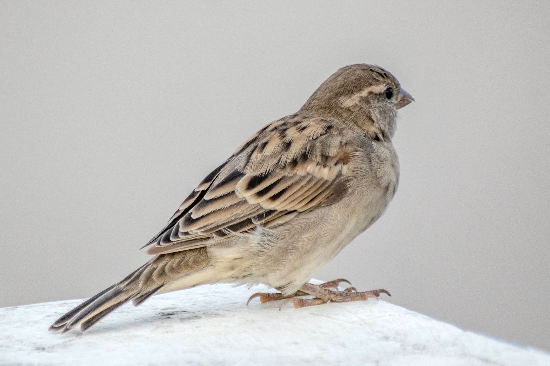 Detailed image of a house sparrow perched on a white surface, showcasing its detailed feather patterns.