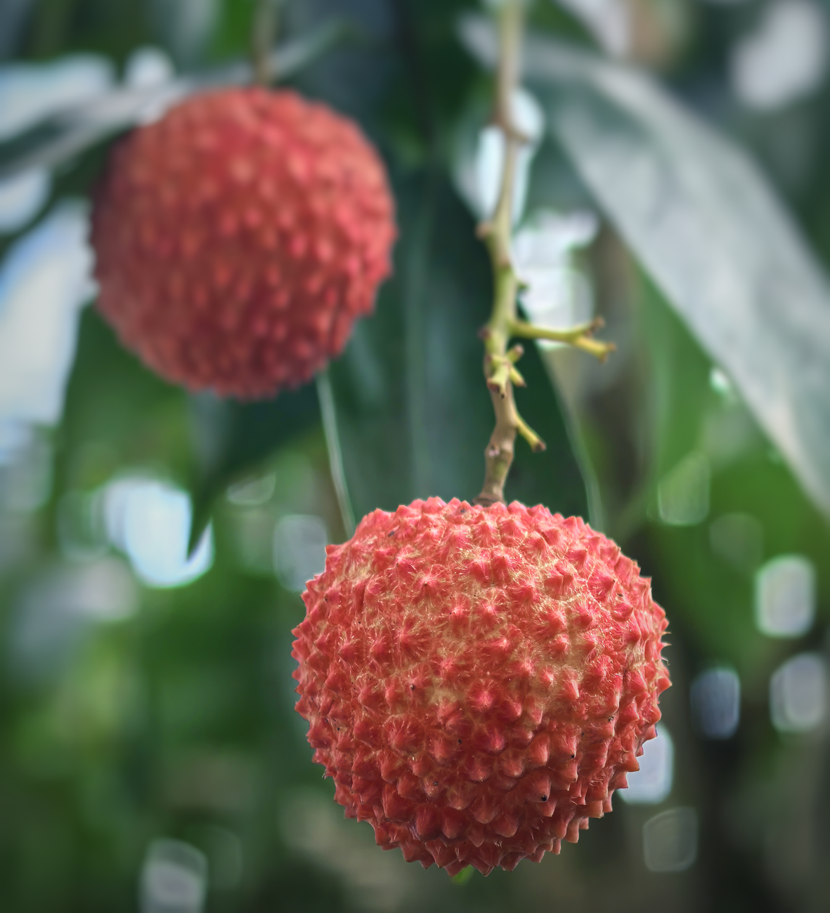 Vibrant close-up of ripe lychee fruits hanging on a tree branch, showcasing their textured skin.