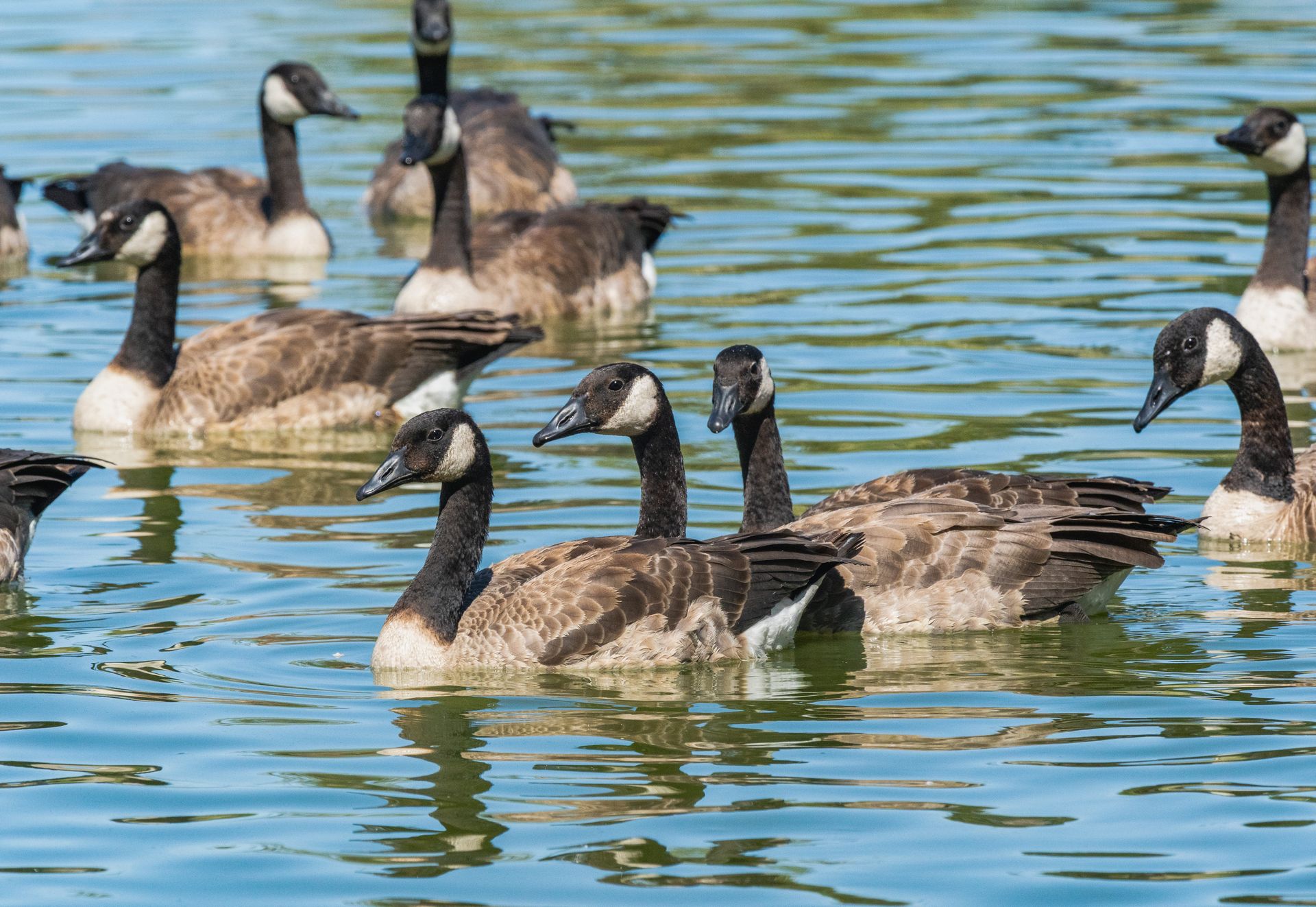 Flock of Canadian Geese swimming peacefully in a sunlit pond on a clear day.