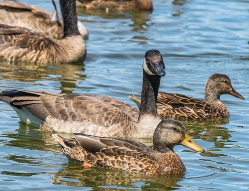 Free A group of ducks and geese swim gracefully in a serene pond setting. Stock Photo