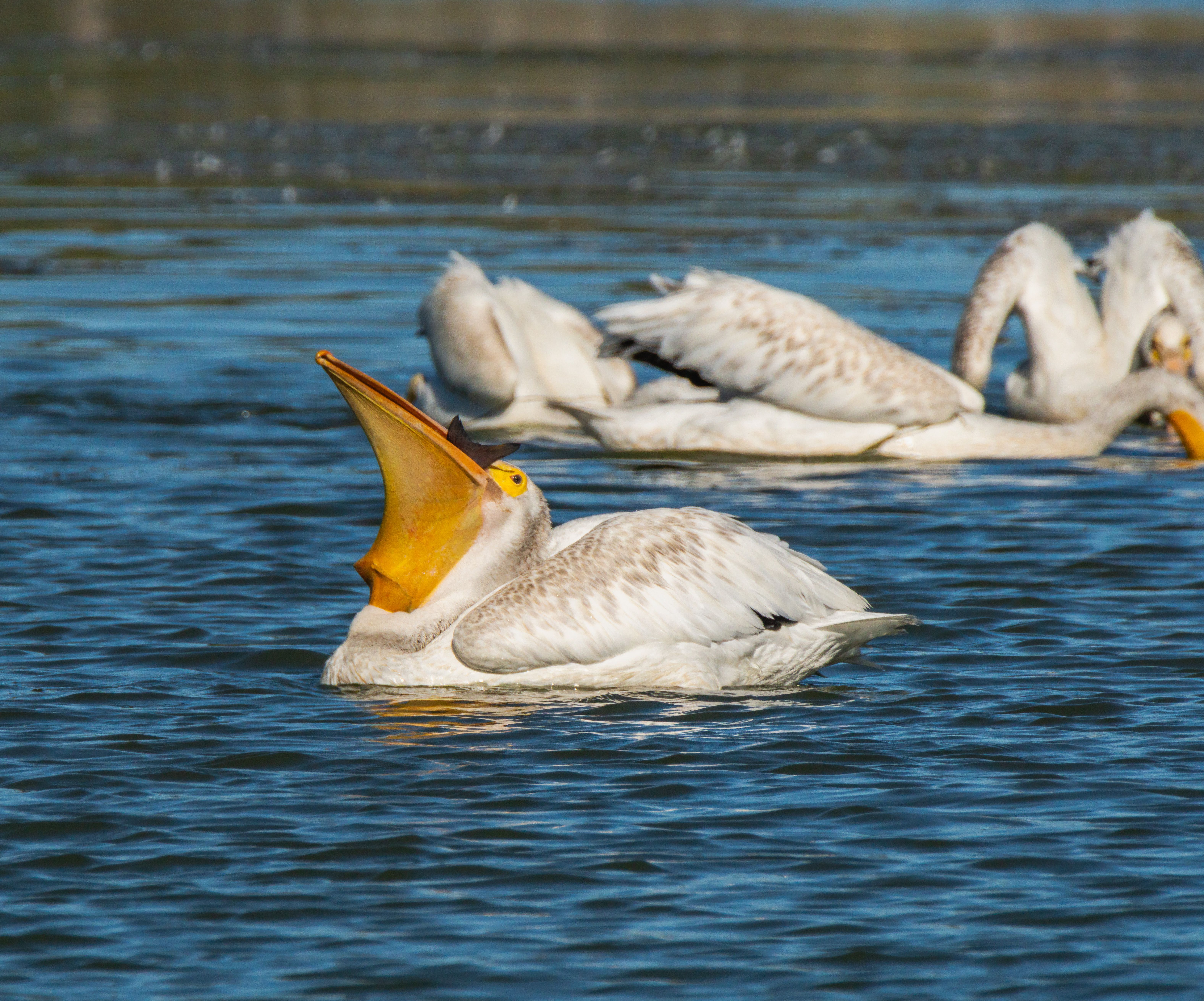 American White Pelicans Swimming in Blue Lake · Free Stock Photo