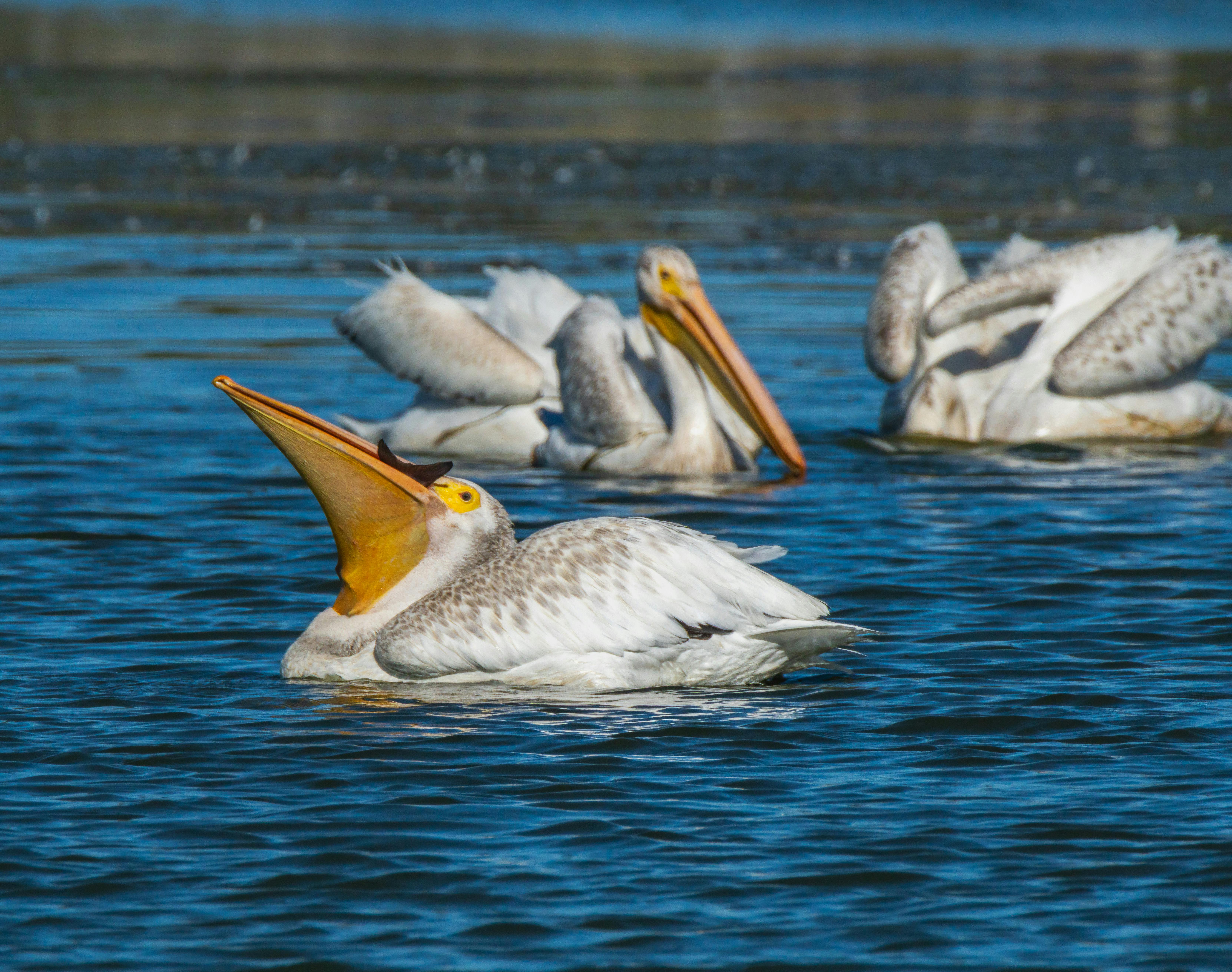 Secrets to Rapid Data Migration and Scalability