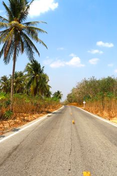 Straight road lined with palm trees under a bright, clear sky, perfect for travel and adventure themes.