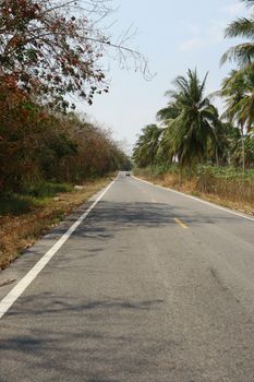 A quiet tropical road flanked by palm trees under a clear sky, perfect for travel inspiration.