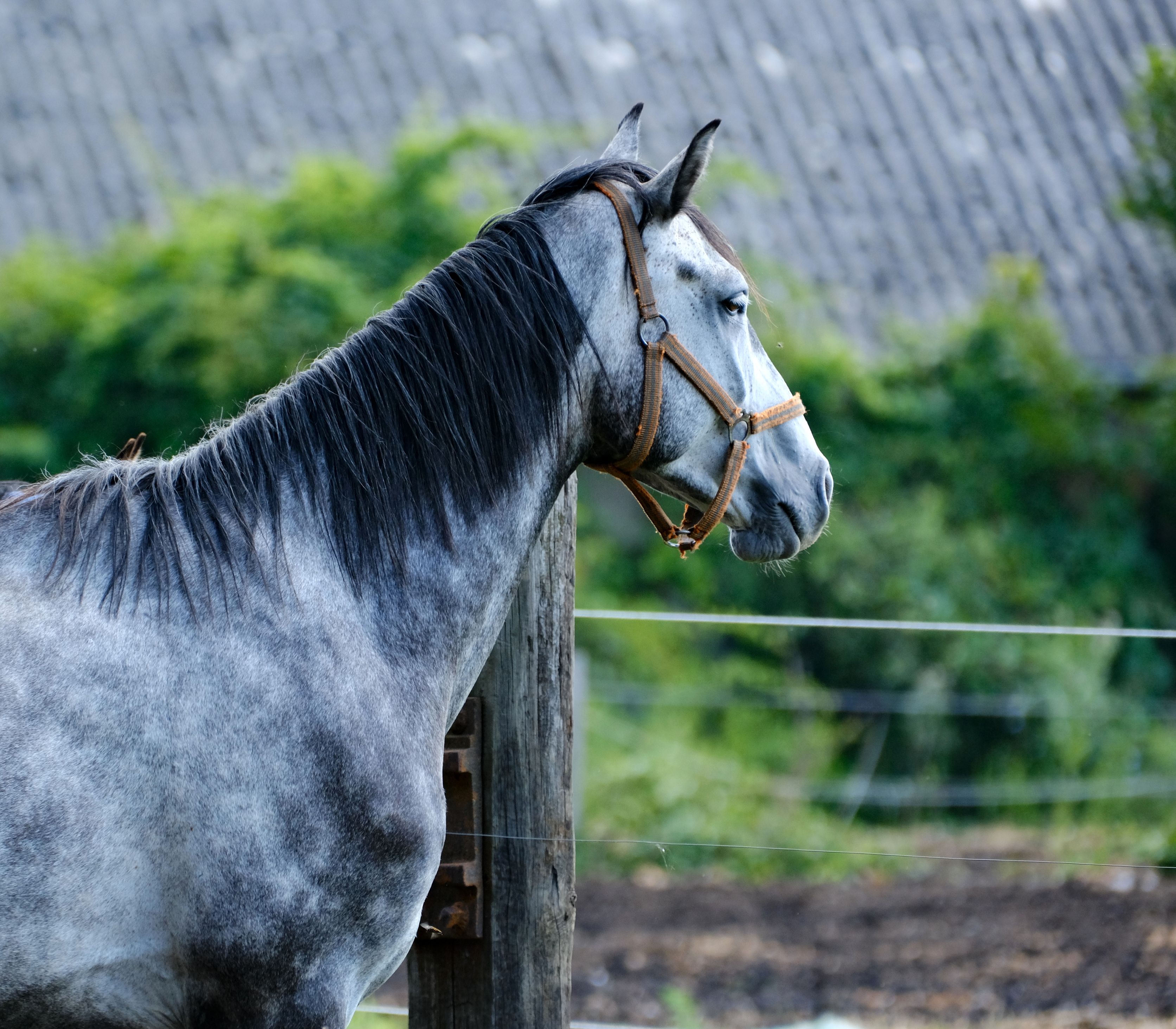 Beautiful gray horse standing in a pasture with natural surroundings.