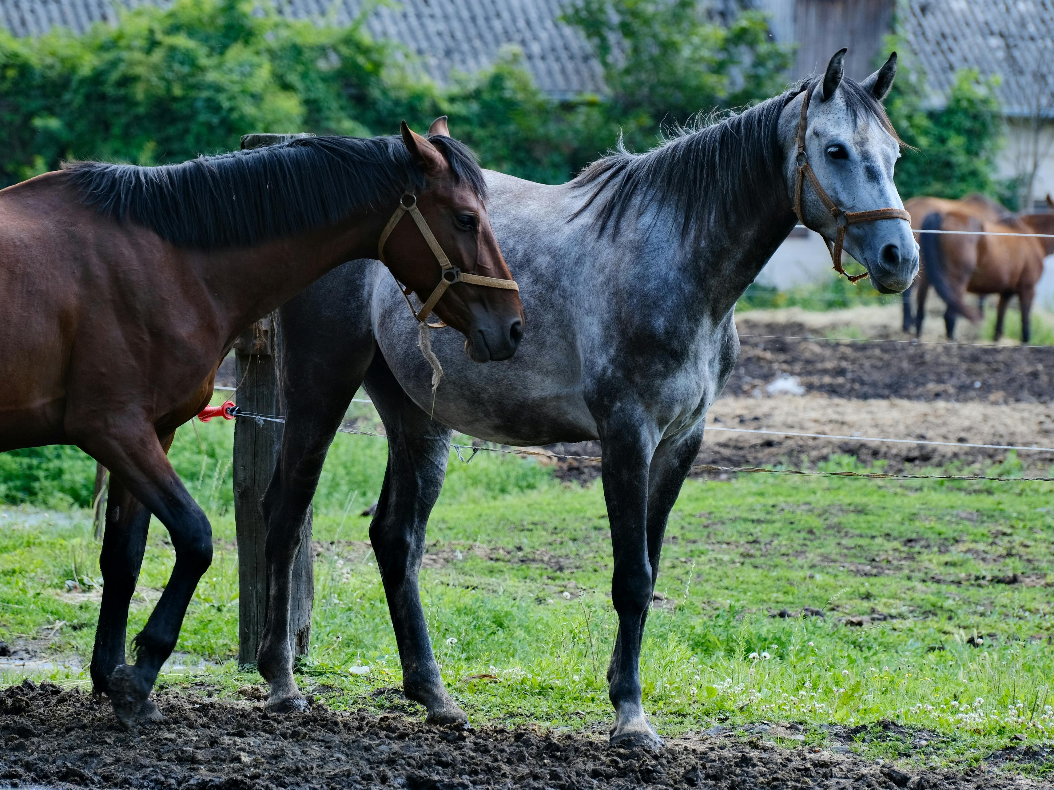 Two horses in a rustic paddock, showcasing natural beauty and serenity.