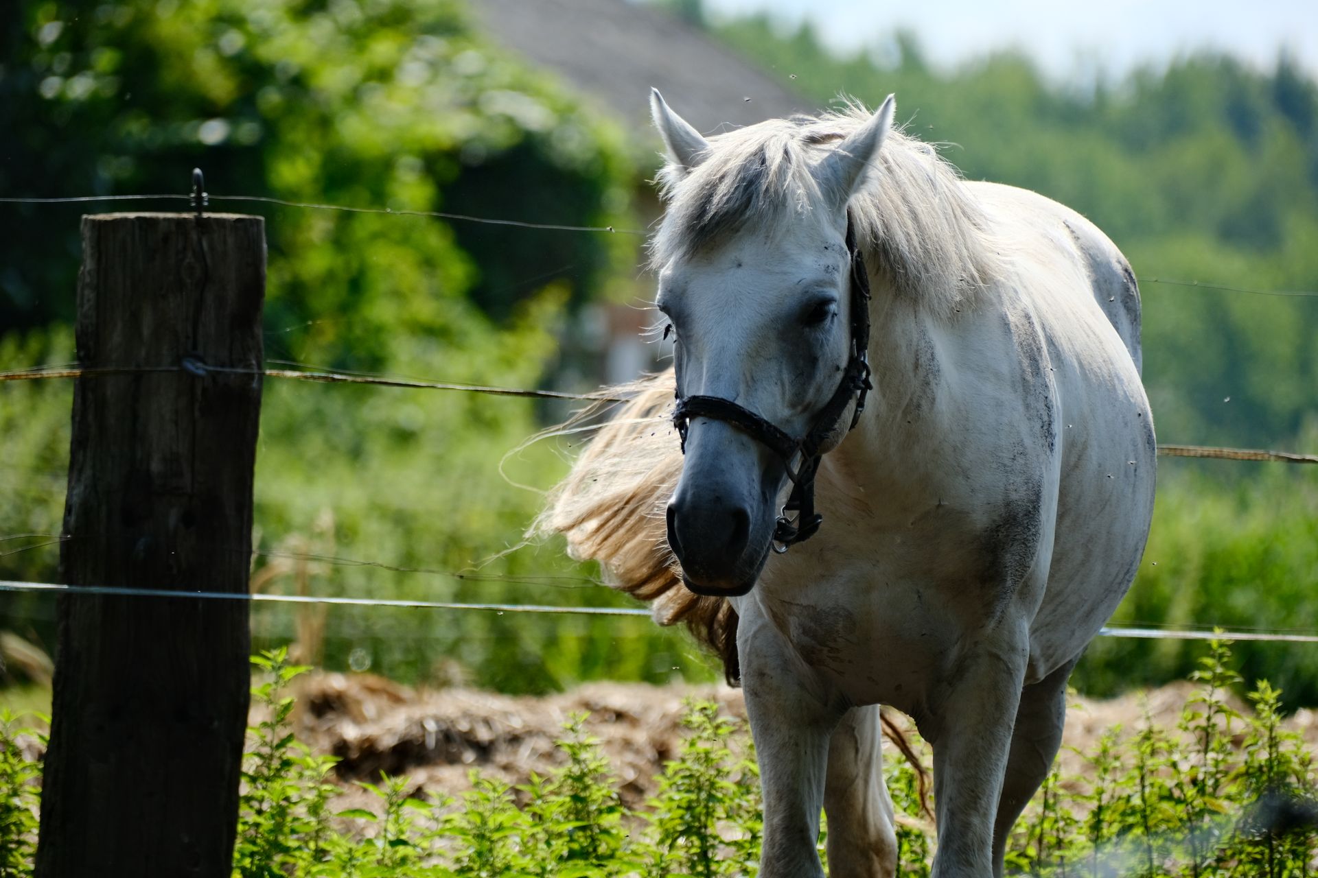 A stunning white horse in a summer field, showcasing natural beauty and tranquility.