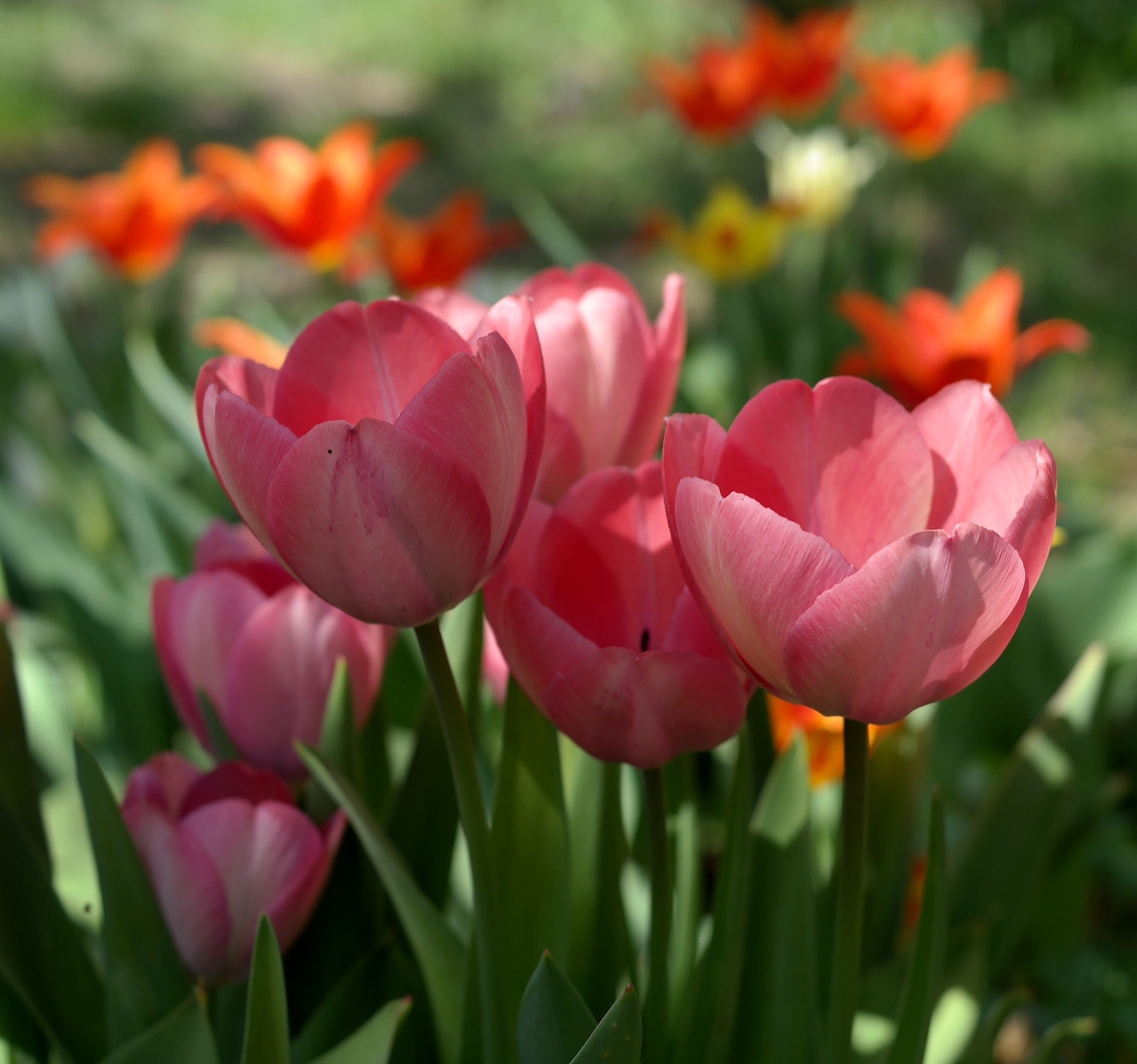 Bright and colorful pink and orange tulips in a sunny garden setting, showcasing spring beauty