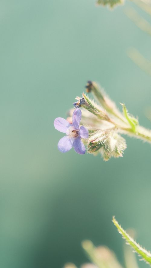 Free Delicate purple wildflower in soft focus, highlighting natural beauty in a minimalist style. Stock Photo