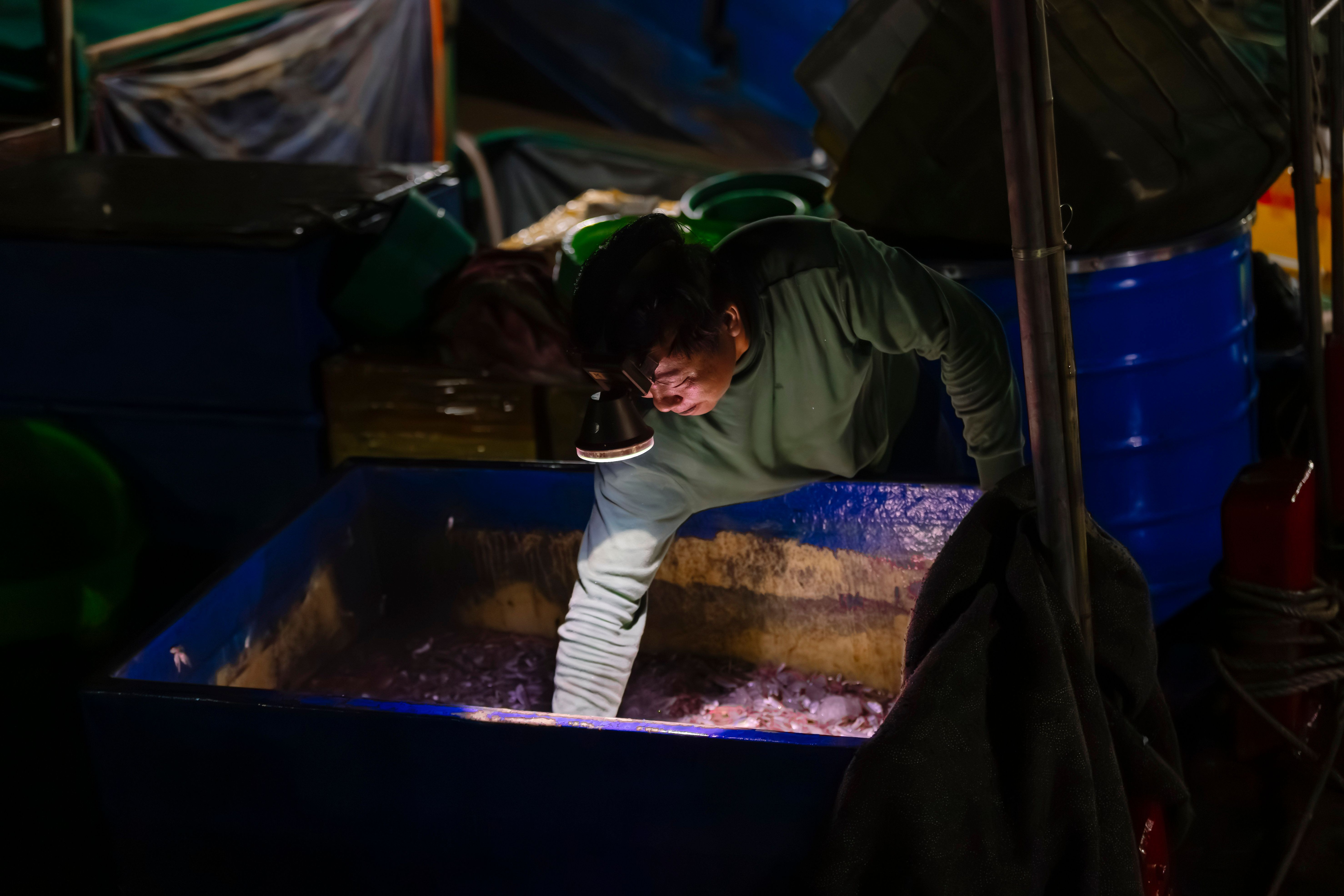 Fish Inspection Container Photos, Download The BEST Free Fish ...