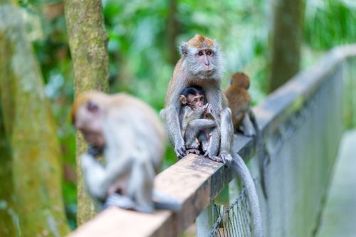 Free A mother monkey cuddling her baby on a boardwalk in Singapore's lush jungle. Stock Photo