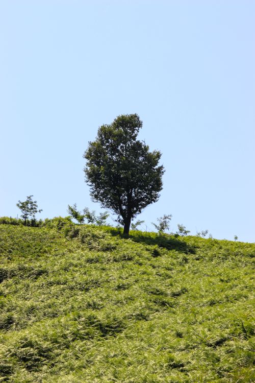 Free A single tree stands on a green hillside under a clear blue sky, capturing serene nature. Stock Photo