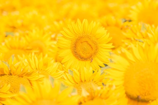 A stunning sunflower field in summer showcases vibrant yellow blooms under the sun.