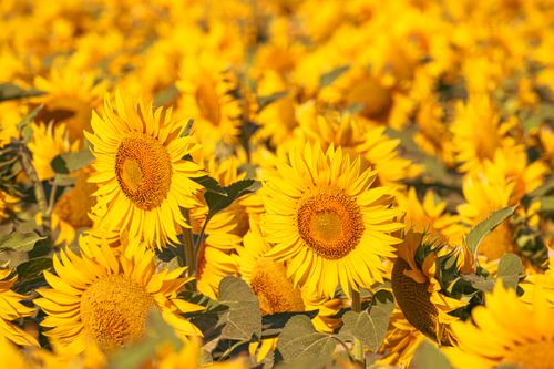 Free A vibrant sunflower field in full bloom during a bright summer day. Ideal nature background. Stock Photo