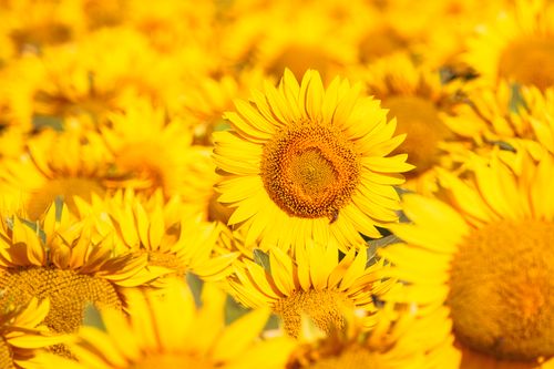 Free A stunning field of bright yellow sunflowers basking in the summer sun, capturing nature's beauty. Stock Photo
