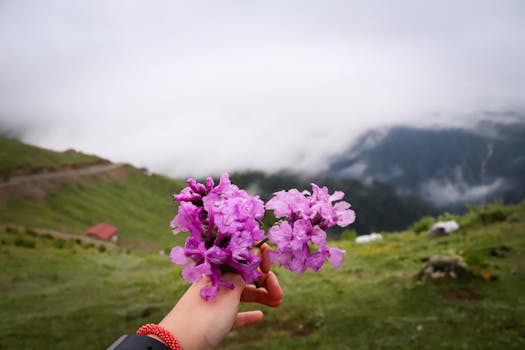 Vibrant purple flowers held against a misty mountain landscape, evoking a sense of tranquility.