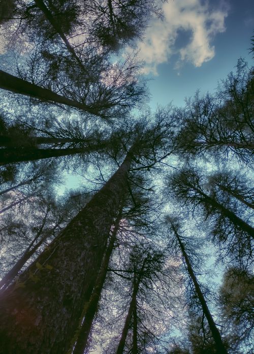 Free Looking up at towering forest trees with branches silhouetted against a cloud-dotted sky. Stock Photo