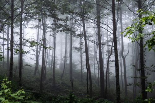 Free A serene view of a misty forest in Rize, Türkiye showcasing tall trees and lush greenery. Stock Photo
